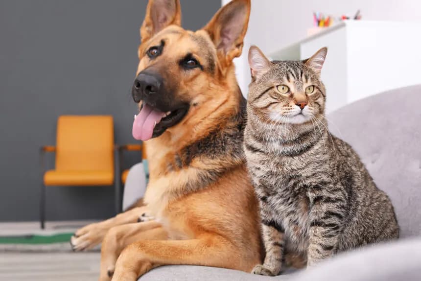 Perro y gato juntos, mejores amigos